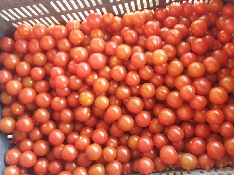 Produce 24