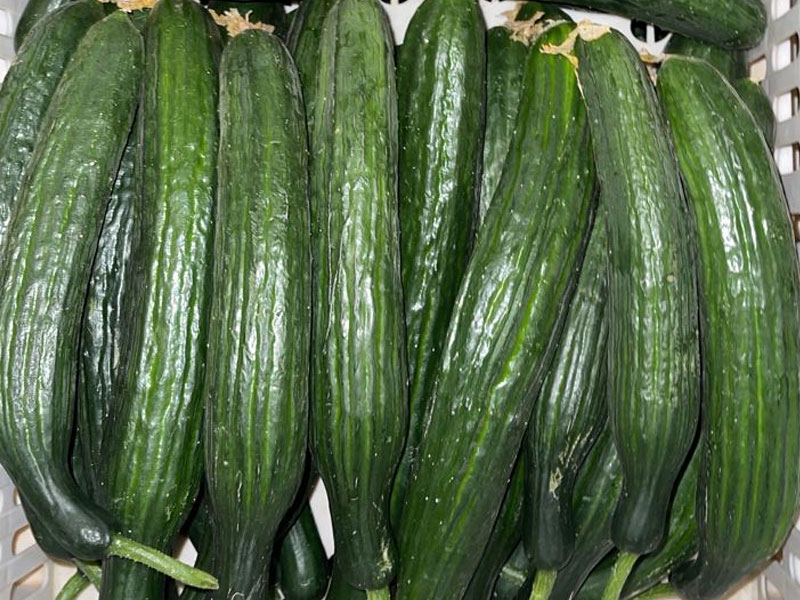 Produce 26