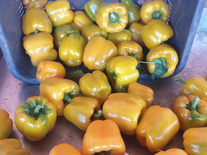 Produce 29