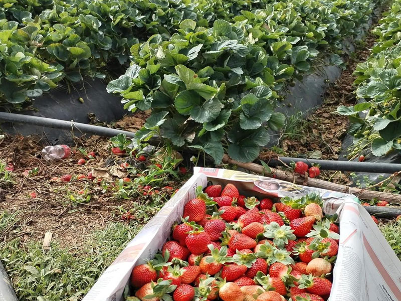 Produce 34