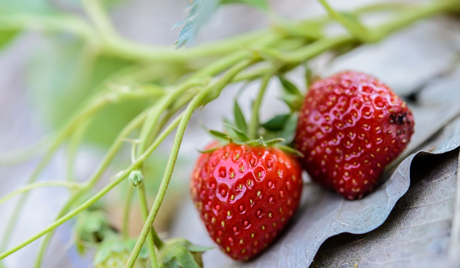 Exotic Fruits Import