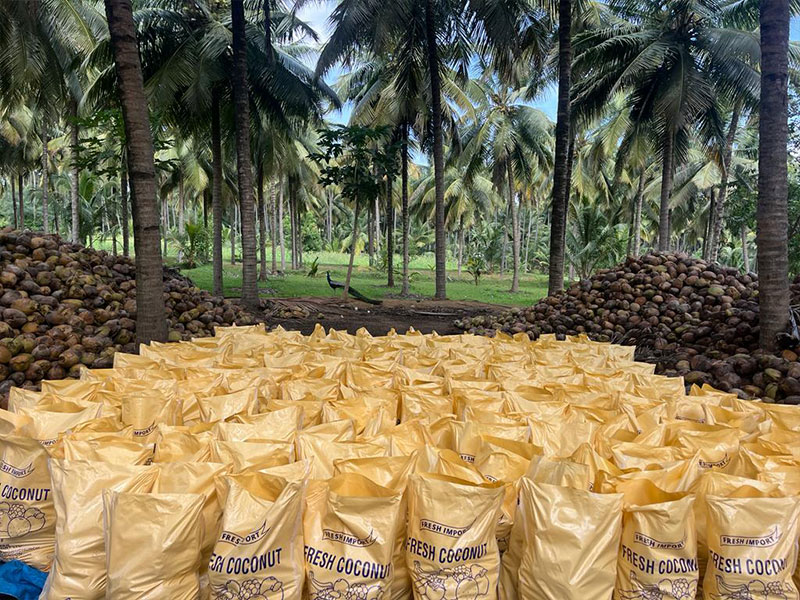 Wholesale Coconuts