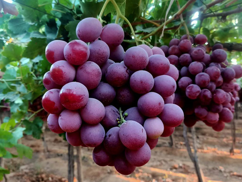 Fresh Grapes Wholesale