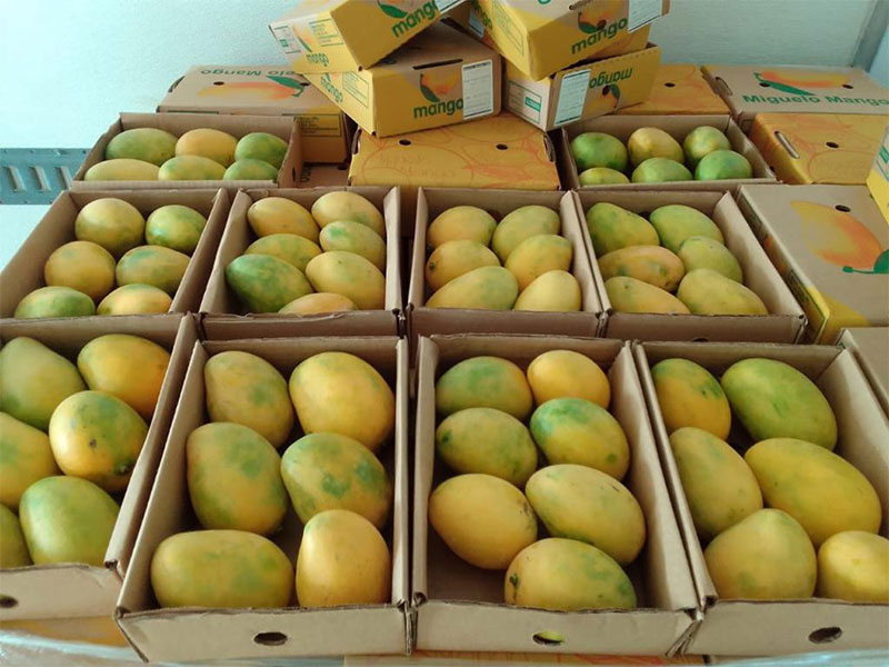 Fresh Mangoes Wholesale